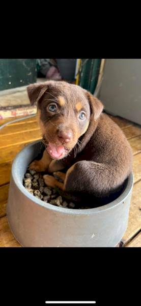 Kelpie pups