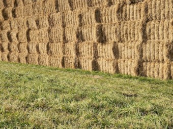 Fescue Straw