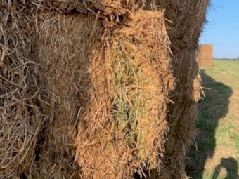1100 bales x Vetch Hay 550kg 8x4x3 Bales