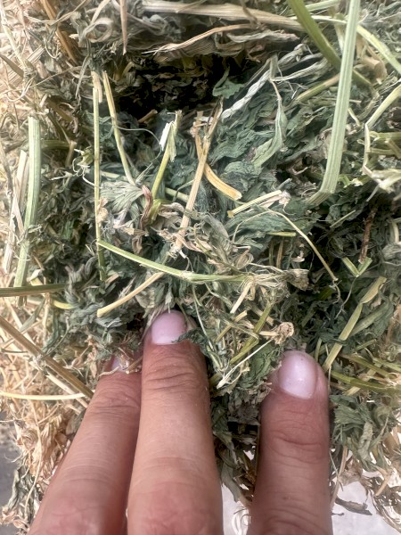 Lucerne rounds - Rhodes and Sorghum also available 