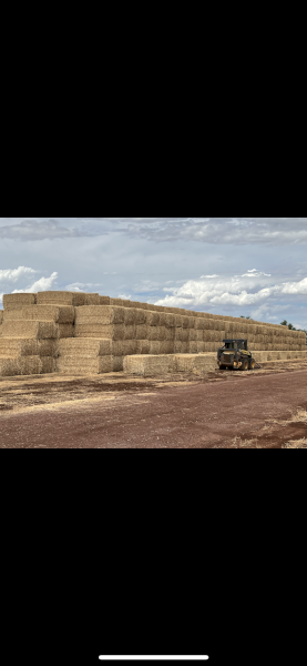 Wheaten straw header tailings