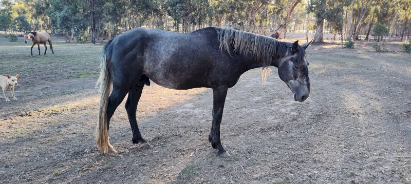 Grey stallion 