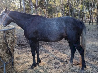 Grey stallion 