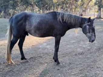Grey stallion 