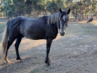 Grey stallion 