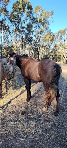 Grey filly