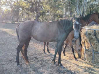 Grey filly