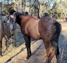 Grey filly