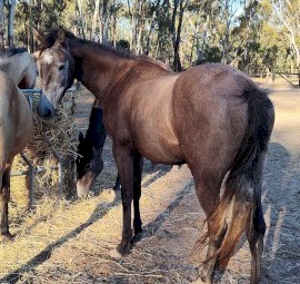 Grey filly