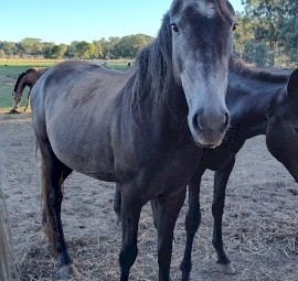 Grey filly