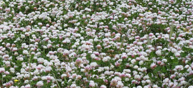 12000kgs Balansa Scarified Seed