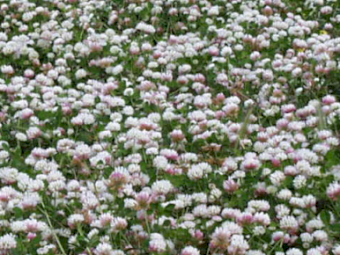 12000kgs Balansa Scarified Seed