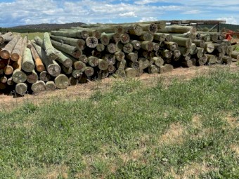 Poles for bird netting/ hail netting