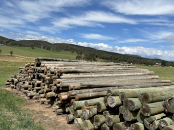 Poles for bird netting/ hail netting