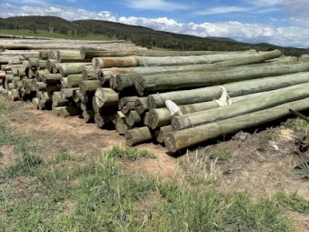 Poles for bird netting/ hail netting
