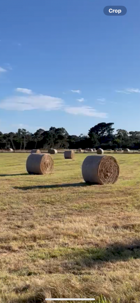 Freshly Baled Hay for Sale - 3ft