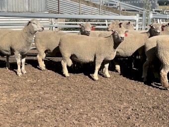 Southdown Rams 