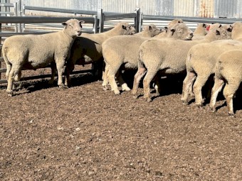 Southdown Rams 