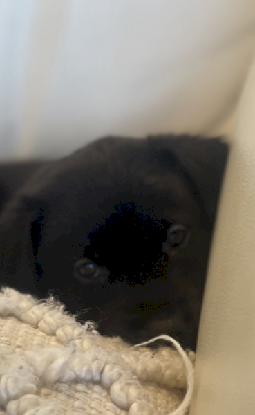 Ultimate Muster Dog