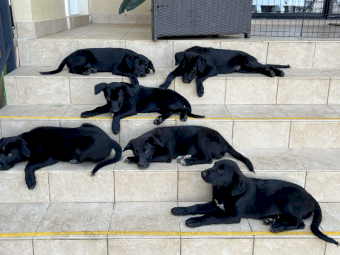 Ultimate Muster Dog