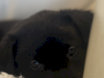 Ultimate Muster Dog