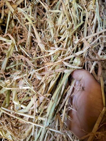  Barley Hay 8x4x3 Bales
