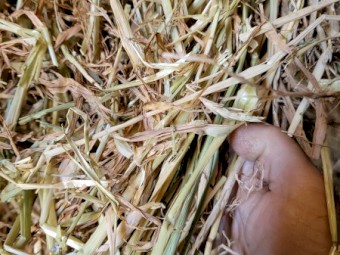  Barley Hay 8x4x3 Bales