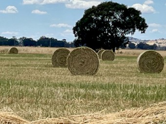 Oaten Hay 5 x 4 Rolls