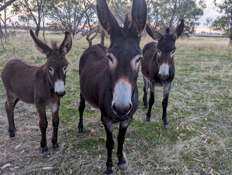 2 x DonkeyJacks