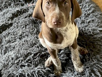 Purebred German shorthaired pointer pups