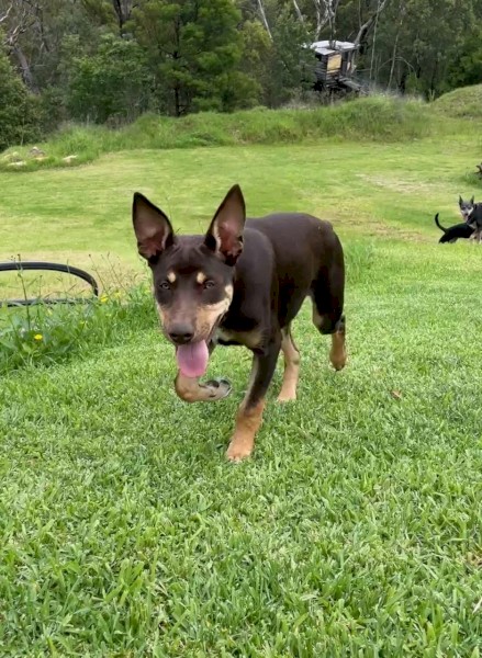 Kelpie Boy