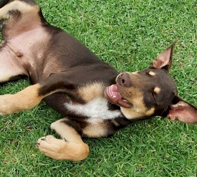 Kelpie Boy