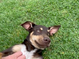Kelpie Boy