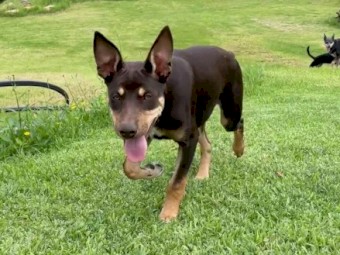 Kelpie Boy