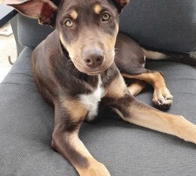 Kelpie Boy