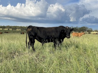 Angus bulls