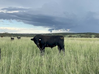 Angus bulls