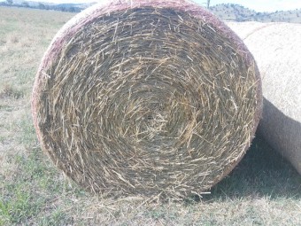 Wheat straw rolls 