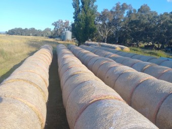 Rye oaten rolls
