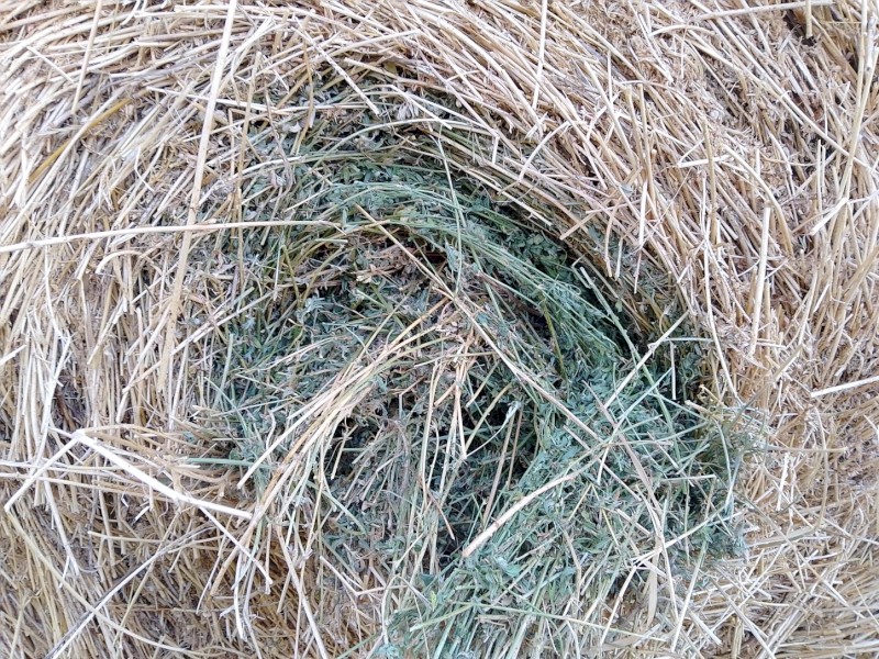 2nd cut Lucerne rolls 