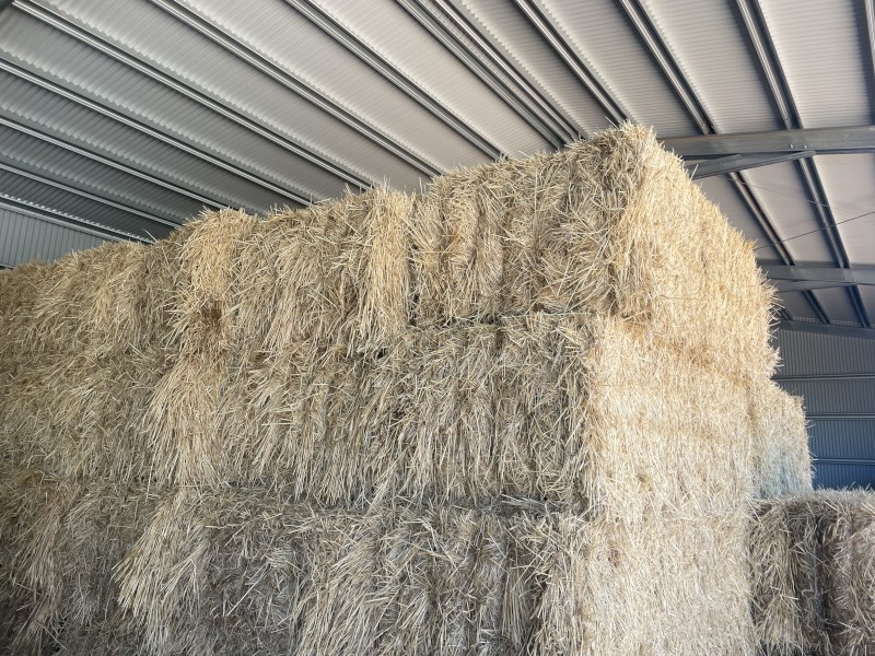 2023 Barley Hay 
