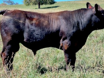 Stud Registered Chiangus Bulls