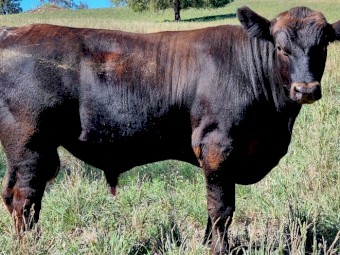 Stud Registered Chiangus Bulls