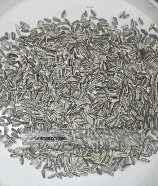Grey Stripe Sunflower, in 1T Bulka Bag