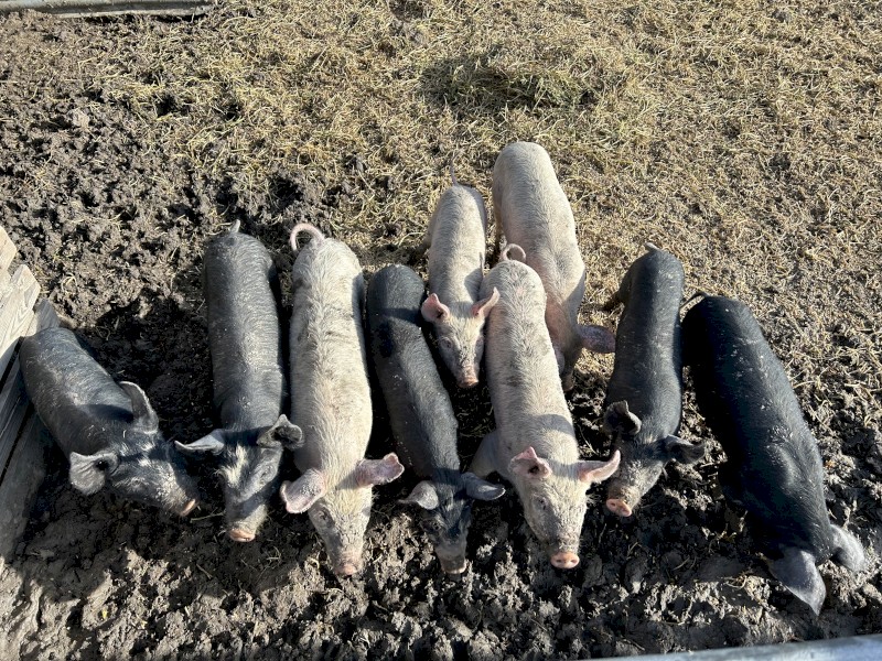 Spit pigs, large white x berkshire