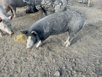 Spit pigs, large white x berkshire