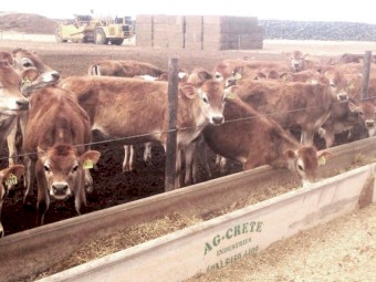 Concrete Feed Troughs 0.7m wide x 4m long for Cattle Feedlots AG-CRETE