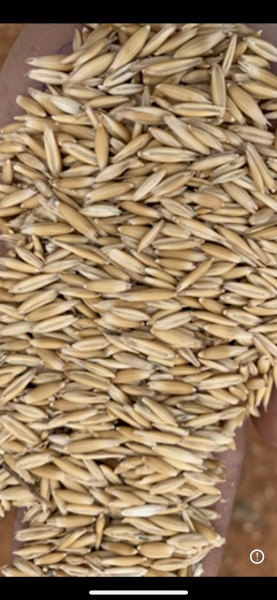 Matika oats 