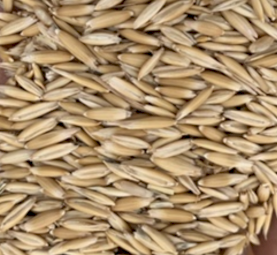 Matika oats 