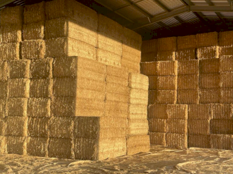 Wheat Straw